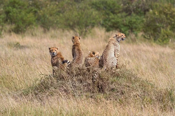 Гепарды Саванне Африки — стоковое фото