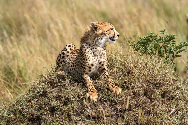 Cheetahs Savannah Africa — Stock Photo, Image