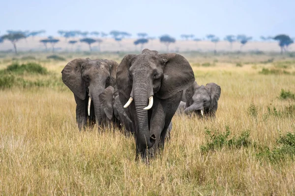 マサイ マラのサバンナにいる象の群れ — ストック写真