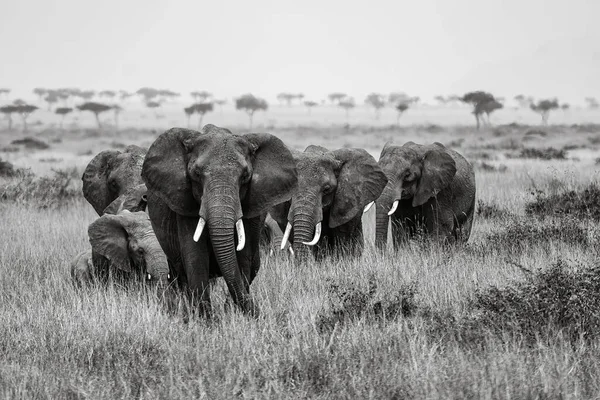 马萨伊玛拉草原上的一群大象 — 图库照片