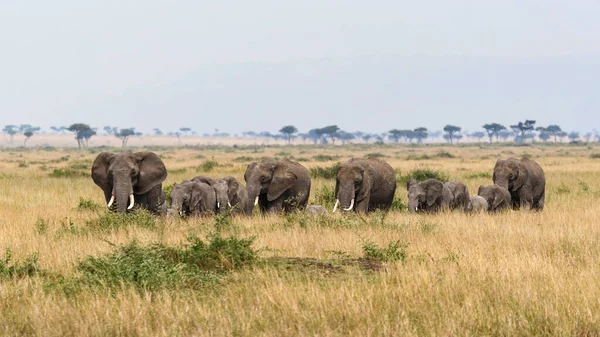 Stádo Slonů Savaně Masai Mara — Stock fotografie