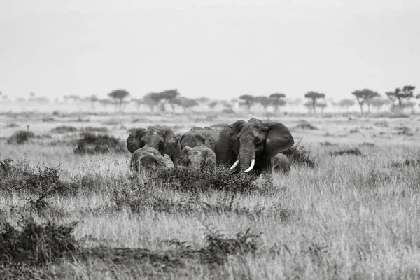 Een Kudde Olifanten Savanne Van Masai Mara — Stockfoto