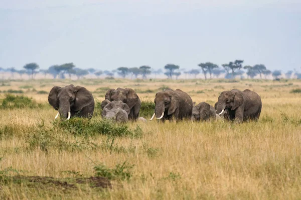 Una Manada Elefantes Sabana Del Masai Mara —  Fotos de Stock