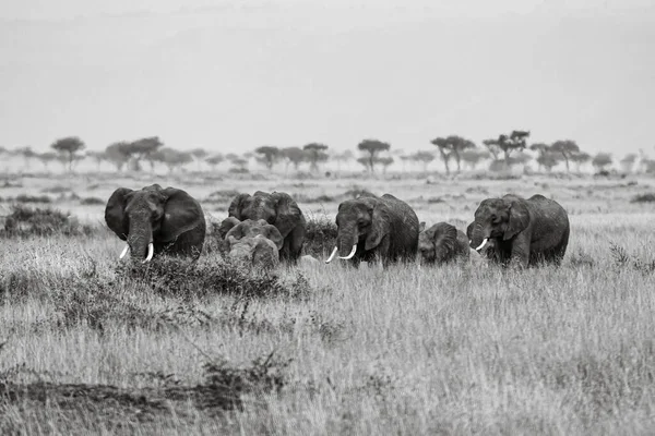 Стадо Слонов Саванне Масаи Мара — стоковое фото