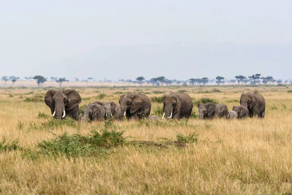 Uma Manada Elefantes Savannah Masai Mara — Fotografia de Stock