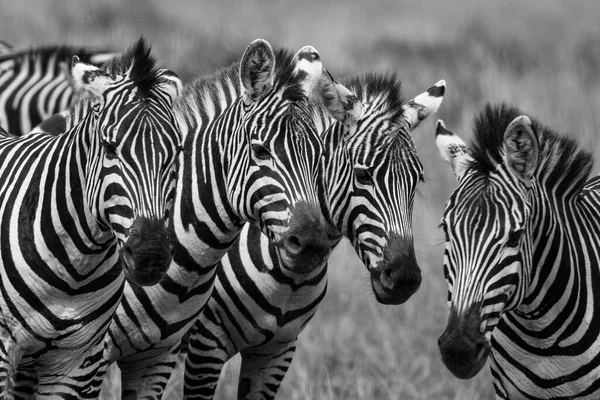 Zebras Masai Mara — Fotografia de Stock