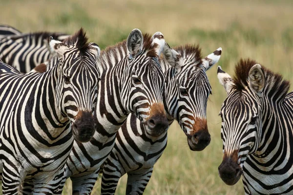 Zebry Masai Mara — Stock fotografie