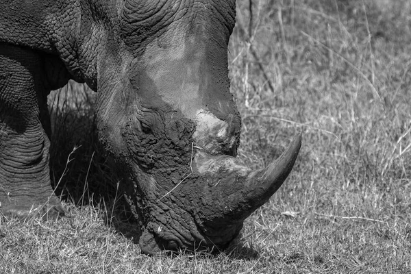 Stock image Portrait of a Rhino with Horn