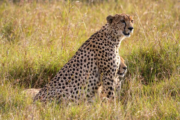 Geparden Der Savanne Afrikas — Stockfoto
