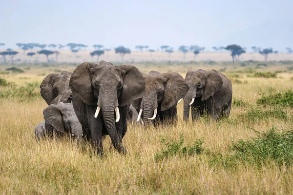 Стадо Слонів Савані Масаї Мари Стокове Фото
