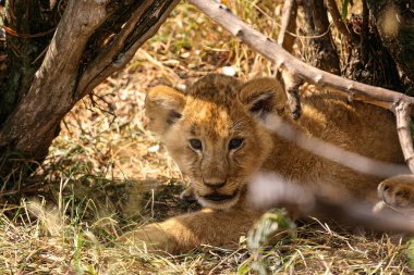 Masai Mara 'da bir aslan yavrusu