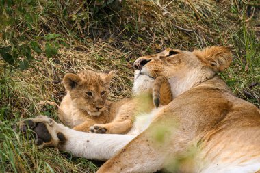 Masai Mara 'da bir aslan yavrusu