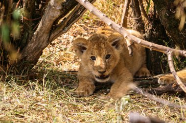 Masai Mara 'da bir aslan yavrusu