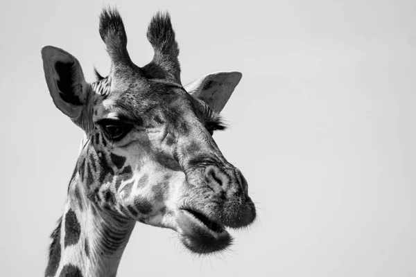 Ritratto Una Giraffa — Foto Stock