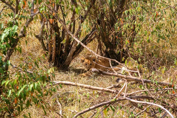 Cucciolo Leone Nella Masai Mara — Foto Stock