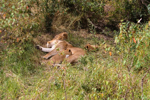 Lion Cub Masai Mara — Stock Photo, Image