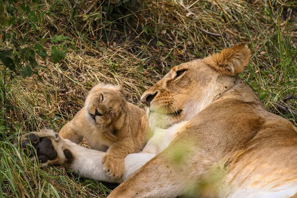 Filhote Leão Masai Mara — Fotografia de Stock