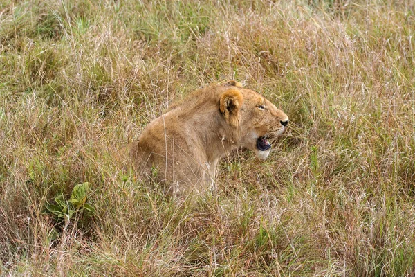 Lion Dans Savane Africaine — Photo
