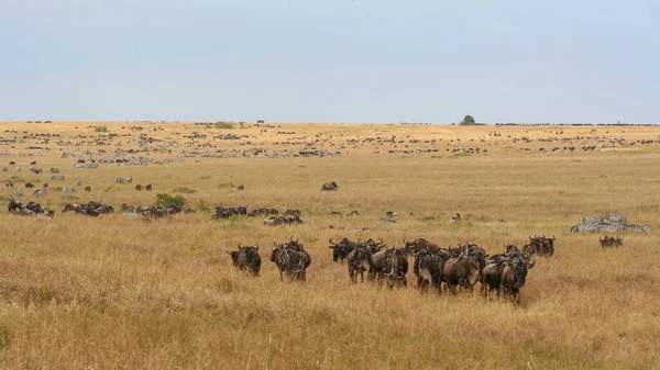 Duża Migracja Dzikich Zwierząt Afryce — Zdjęcie stockowe