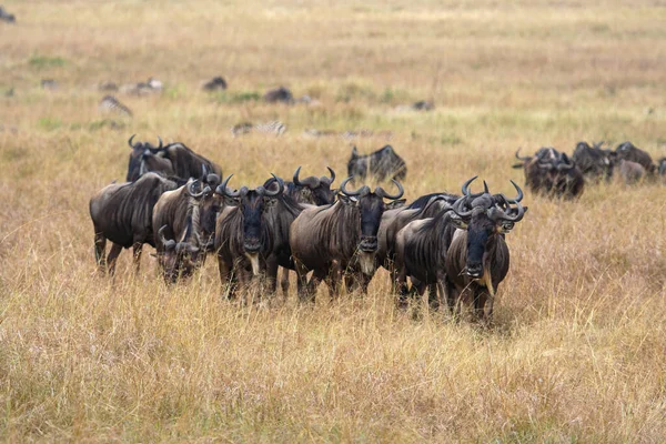 アフリカにおける野生動物の大移動 — ストック写真
