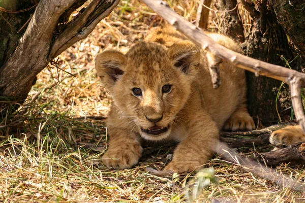 Masai Mara 'da bir aslan yavrusu