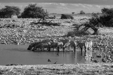 Namibya 'daki Etosha Parkı' nda zebralar