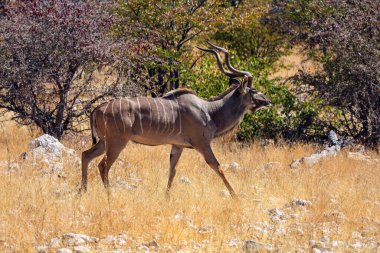 Namibya savanında bir Kudu Antilope
