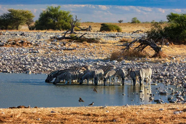 Зебры Парке Этоша Намибии — стоковое фото