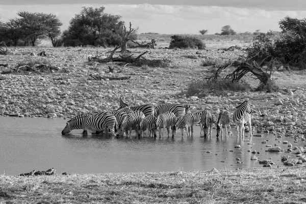 Zebrák Namíbiai Etosha Parkban — Stock Fotó
