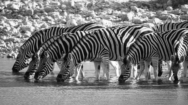 Zèbres Dans Parc Etosha Namibie — Photo