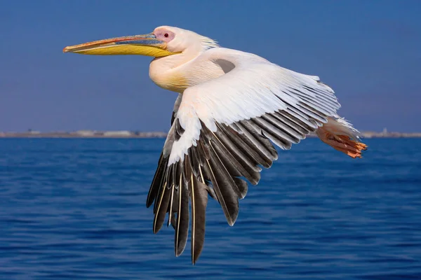 Great White Pelican Flight — Stock Photo, Image