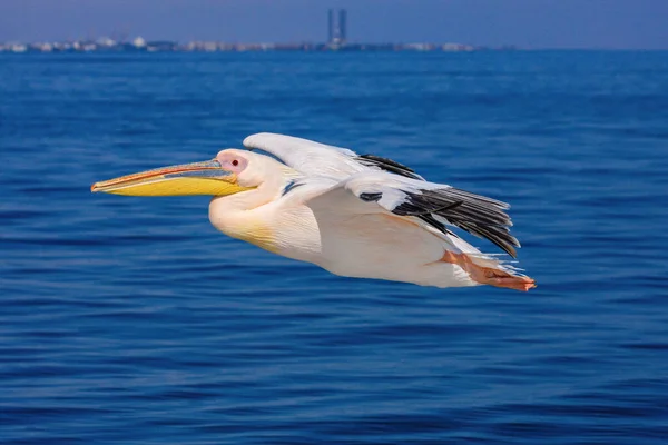 Great White Pelican Flight — Stock Photo, Image