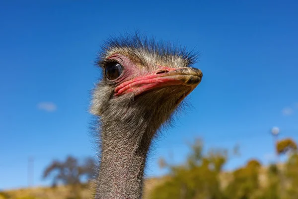 stock image A Portrait of an Ostrich