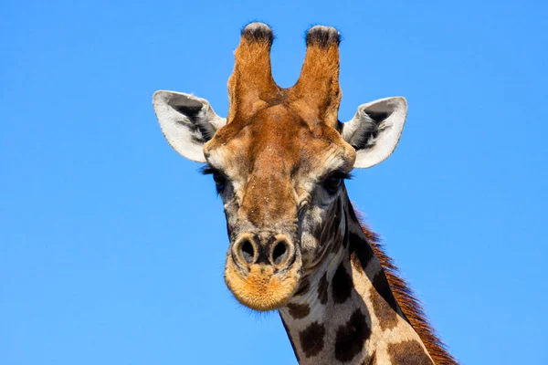 Ritratto Una Giraffa — Foto Stock