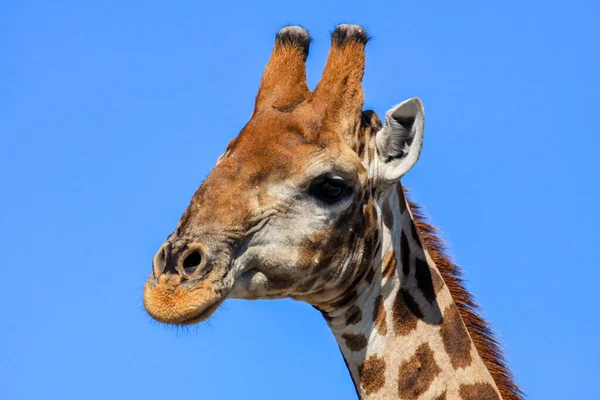 Retrato Uma Girafa — Fotografia de Stock