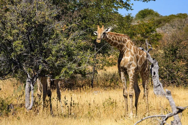 Zsiráf Namíbiai Etosha Parkban — Stock Fotó