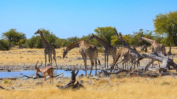 ナミビアのエトーシャ公園のキリン — ストック写真