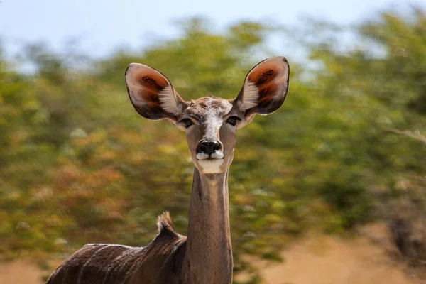 Kudu Antilope Savana Namíbia — Fotografia de Stock