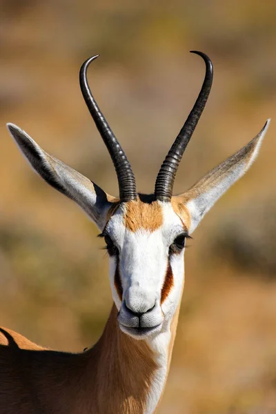 Porträtt Springbok Etosha Park Namibia — Stockfoto