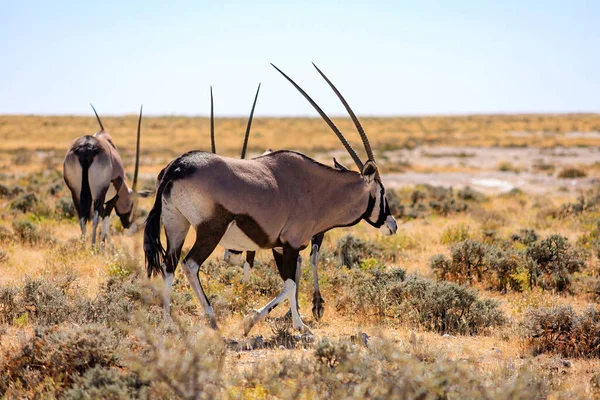 Oryx Antilope Etosha Parkban Namíbia — Stock Fotó