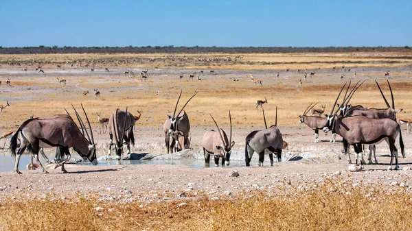 Oryx Antilope Parku Etosha Namibie — Stock fotografie