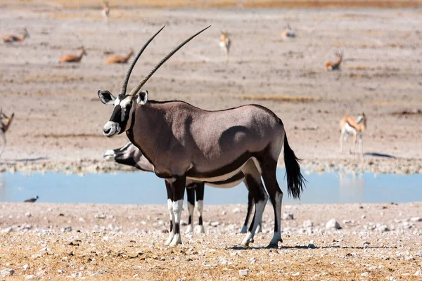 Oryx Antilope Parque Etosha Namíbia — Fotografia de Stock