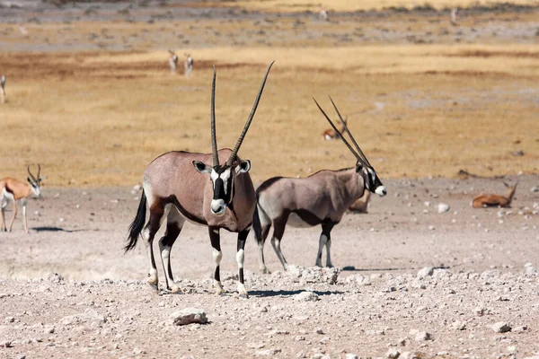 Oryx Antilope Etosha Park Namibia — стокове фото