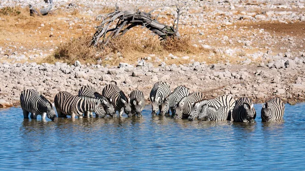 Zebry Parku Etosha Namibii — Zdjęcie stockowe