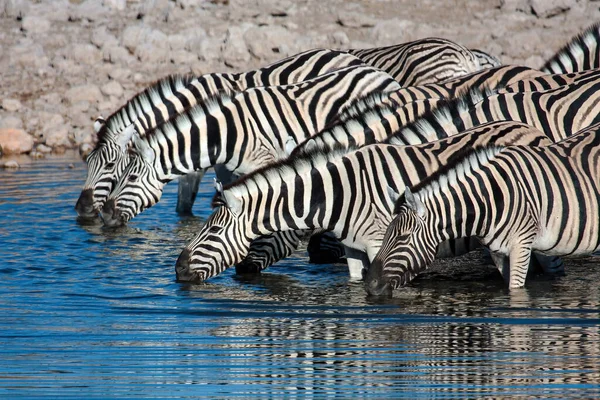 Zebras Parque Etosha Namíbia — Fotografia de Stock
