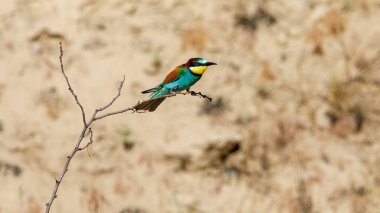 Colorful Bee Eater in the Danube Delta