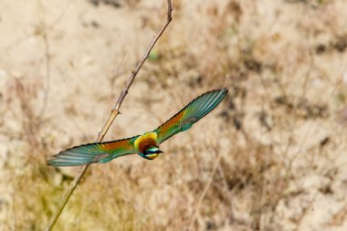 Colorful Bee Eater in the Danube Delta