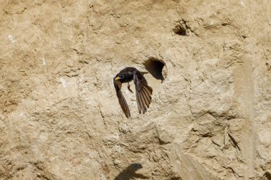 Colorful Bee Eater in the Danube Delta