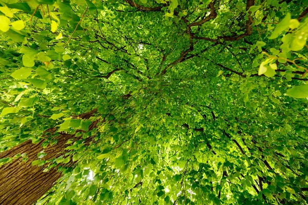 Hojas Verdes Árbol Primavera — Foto de Stock