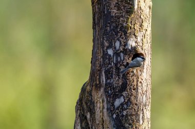 A Coal tit at the breeding cave